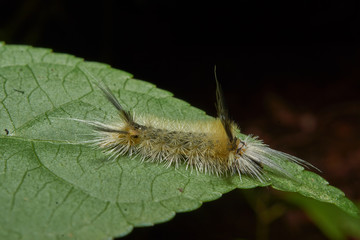 Macro photograph of a caterpillar 