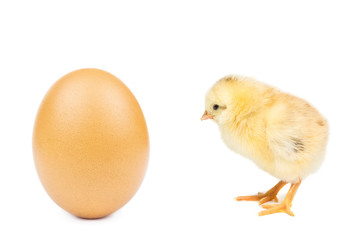 chicken egg on white background