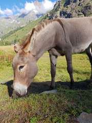 Detailed mule in a sunny day