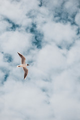 seagull in the sky