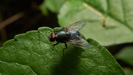 Macro photograph of a fly