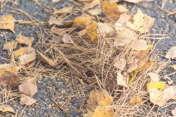 Birch yellow leaves fallen from tree lie on asphalt road on an autumn day.