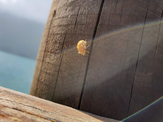 Ladybug on the wood with a very beautiful sunny light