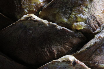 macro photo cedar cone and resin