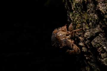 Macro photograph of a cicada