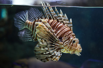 Red lionfish (Pterois volitans).