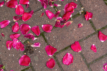Pink petals on the ground on the sidewalk