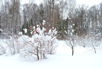 snowy forest and tree with red Rowan berries in winter
