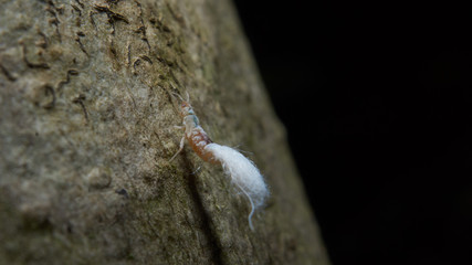 Macro photograph of a a insect with a puffy white tail