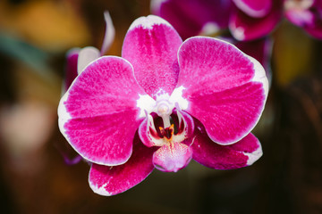 Purple Orchid from National Orchid Garden, Singapore