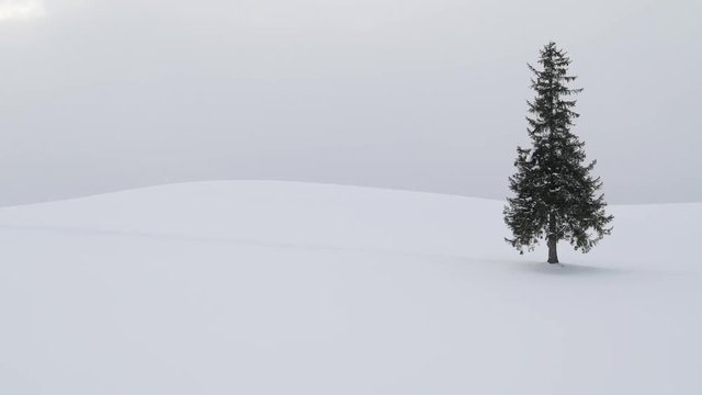 Lone pine tree under snowfall in Biei, Hokkaido, Japan