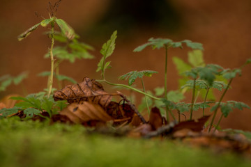 forest