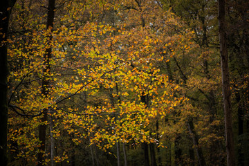 autumn in the forest