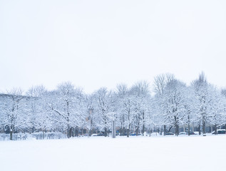 trees in the snow grow in a winter park, the weather