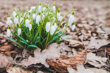 snowdrops close up in city park
