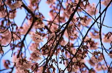 branch of a tree in spring
