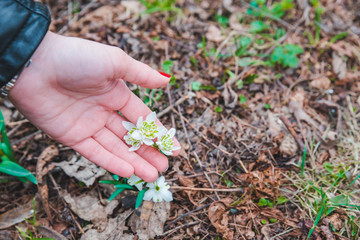 snowdrops in woman hands close up