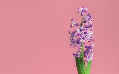 Hyacinth, spring flower on pink background with copy space for message. Greeting card for Valentine's Day, Woman's Day and Mother's Day holidays. Toned image. Top view