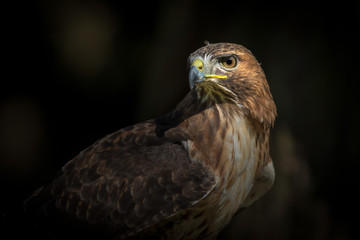 Bird of Prey close up detail