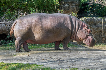 Hippopotamus male. Latin name - Hippopotamus amphibius