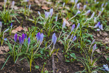 blooming purple snowdrops close up