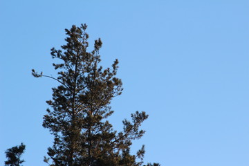 tree and blue sky