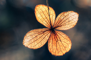 Selective focus on petal of dry hydrangea flower with nature green background