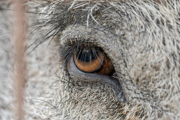 occhio cinghiale