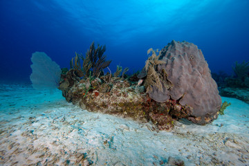 Reef (Grand Cayman, BWI)