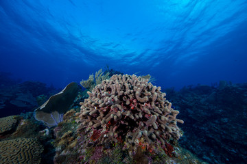 Naklejka na ściany i meble Reef (Grand Cayman, BWI)