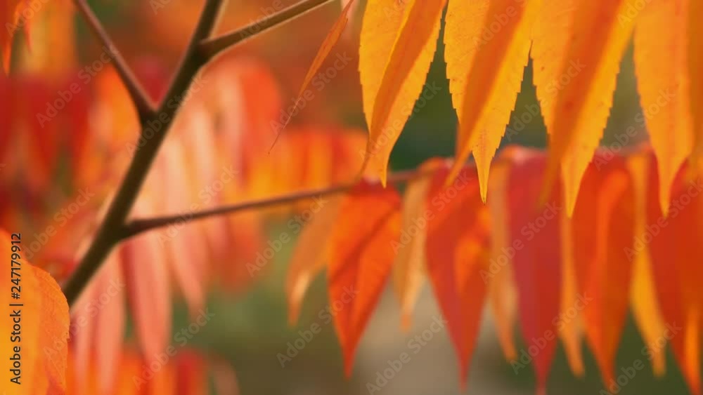 Aufkleber red foliage on a tree branch swaying in the wind