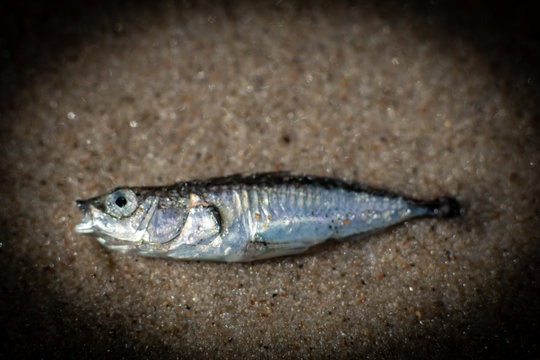 kleiner silberner Fisch Sardine am Strand von Rügen