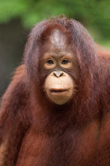 Orangutan cute .