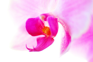 Obraz premium Orchidee