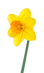 Bright spring narcissus