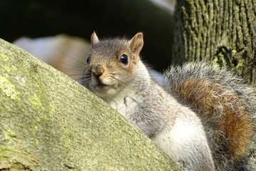 London squirrel
