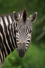 Fototapeta na wymiar plains zebra, equus quagga, common zebra