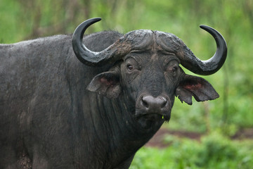 African buffalo, cape buffalo, syncerus caffer