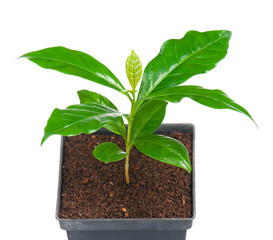 Young coffee tree