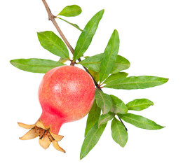 Young pomegranate fruit
