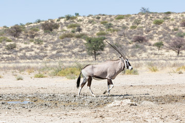 Gemsbok, Oryx gazella, in the Kgalagadi Transfrontier National Park, Northern Cape, South Africa