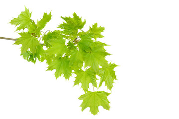 Maple branch with fresh, young green leaves isolated on white background