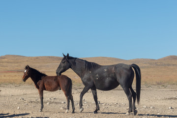 Wild Horse Mare and Foal in Utah