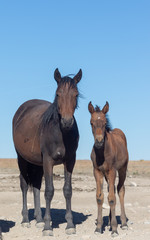 Wild Horse Mare and Foal in Utah