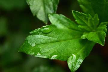 Tree leaf with morning dew drops
