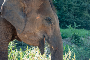 Elefant Nahaufnahme