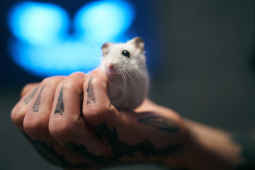 A white hamster sits in a man's tattooed hand. Pet.