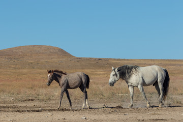 Wild Horse Mare and Foal in Utah