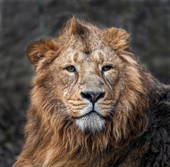 Asian lion male. Latin name - Panthera leo persica