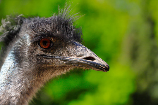 Close-up of Australian Emu (Dromaius novaehollandiae), view of an Emu's head. Photography of nature and wildlife.